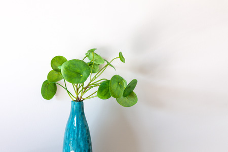 Chinese Money Plant in a vase in front of white wall with copy space,の写真素材