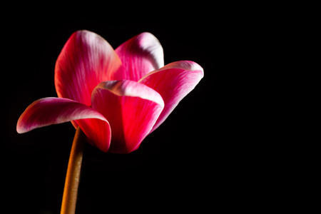 Beautiful red flower isolated on black with copy spaceの写真素材