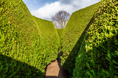 Narrow walkway between tall green walls of outdoor maze