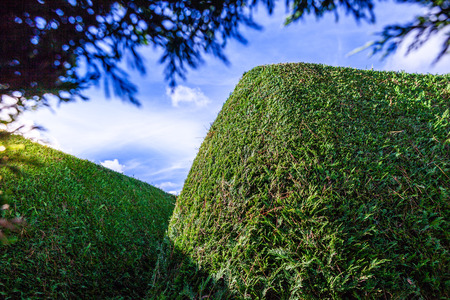 Closeup of a green outdoor maze wall under blue skyの写真素材