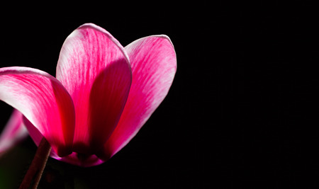 Red flower on black with copy spaceの写真素材