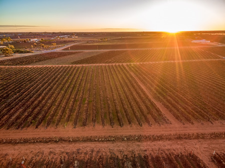 Sun touching the horizon over beautiful vineyards of South Australiaの写真素材
