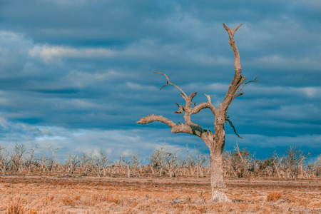 Forest of dead barren trees in South Australiaの写真素材