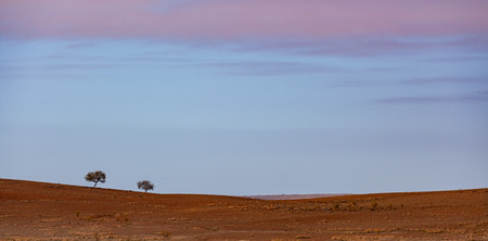 Minimalist landscape - two trees growing in red dirt barren land at sunrise
