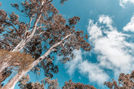 Looking up at red gum tree canopy and skies