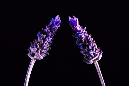 Two lavender flowers attracted to each other on black background with copy space - love and relationship conceptの写真素材