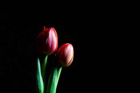 Two beautiful red tulips isolated on black background with copy space