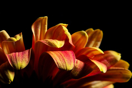 Beautiful red orange petals of daisy flower glowing on black backgroundの写真素材