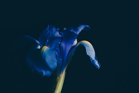 Blue iris flower on dark faded background - studio shotの写真素材