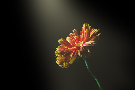 Ray of light shining on beautiful daisy with copy space