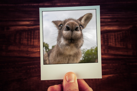 Hand holding photograph of funny kangaroo closeup on wooden background