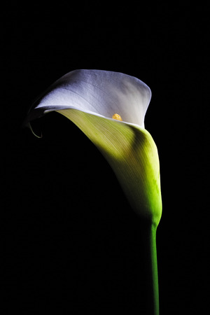 Calla lily white flower glowing isolated on black backgroundの写真素材