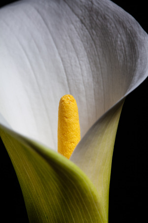Calla lily extreme closeupの写真素材