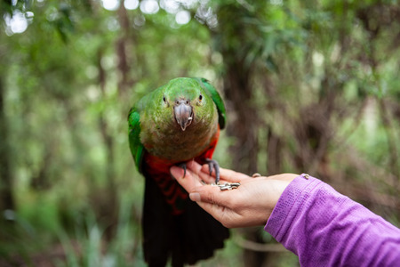 King parrot on female hand feedingの写真素材