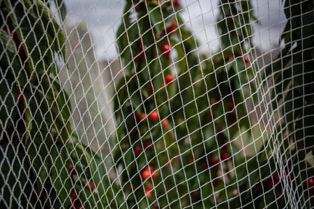 Closeup of white netting that protects cherry trees from birdsの写真素材