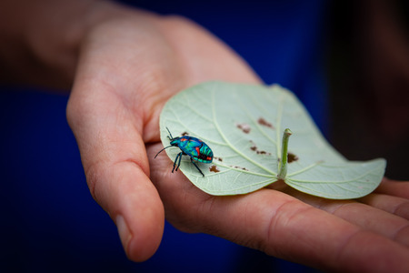 Woman holding leaf with Hibiscus Harlequin Bug closeupの写真素材