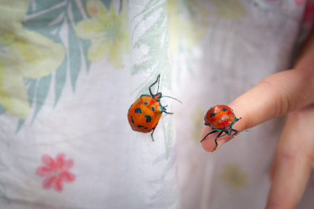 Two Hibiscus Harlequin Bugs and child's fingerの写真素材
