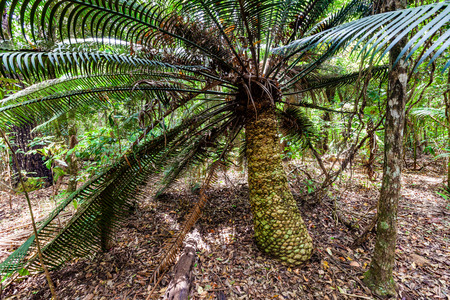 Fern tree in a rainforestの写真素材