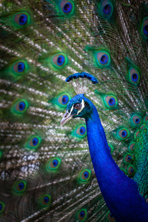 Portrait of a male peacock - vertical imageの写真素材