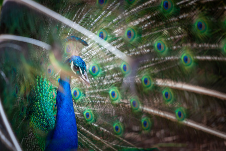 Closeup of peacock showing his tailの写真素材