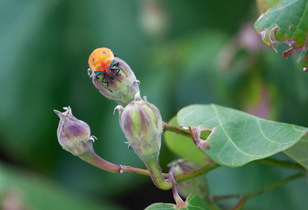Orange Hibiscus Harlequin Bug on a plantの写真素材