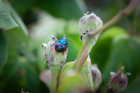 Extreme closeup of Hibiscus Harlequin Bug sitting on a plantの写真素材