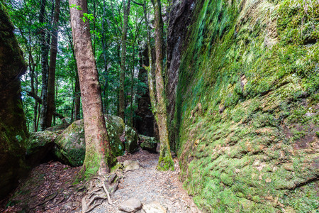 Twin falls walking trail in Springbrook National Park, Queensland, Australiaの写真素材