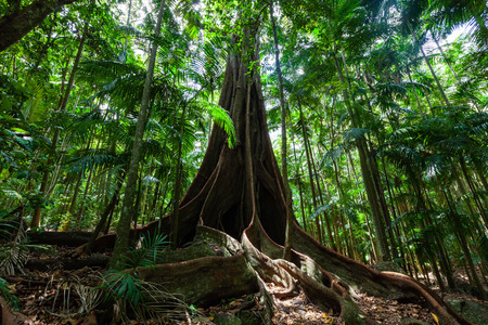 Giant fig tree roots in a rainforestの写真素材