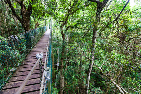 Lamington tree top walkway hanging bridge in temperate rainforest in Queensland, Australiaの写真素材