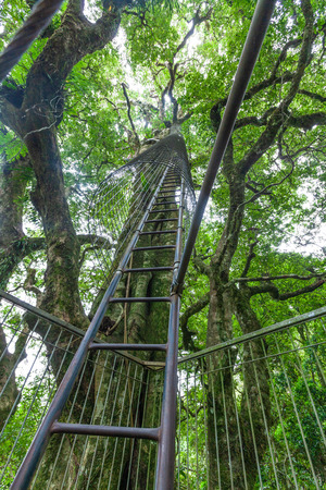 Tall ladder leading up a tree at Lamington tree top walkway in Queensland, Australiaの写真素材
