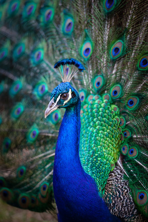 Portrait of beautiful peacock - vertical imageの写真素材
