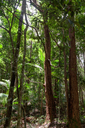 Temperate rainforest in Springbrook National Park - tall trees and fernsの写真素材