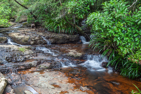 Small cascade waterfalls in a cool eucalypt forest of Springbrook National Park, Queensland, Australiaの写真素材