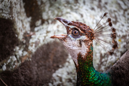 Female peacock - peahen with open mouth extreme closeupの写真素材