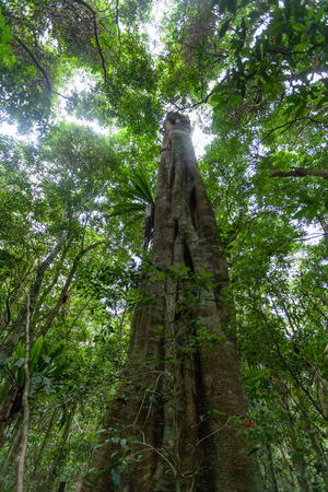 Looking up at tall Strangler fig tree and rainforest canopy in Australiaの写真素材