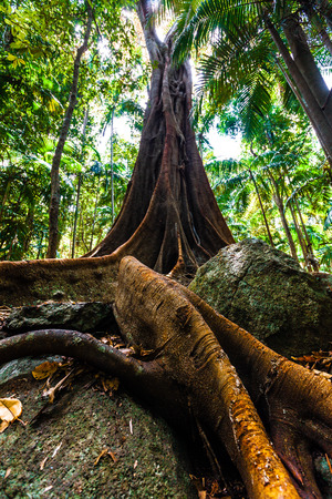 Beautiful fig tree with giant rootsの写真素材