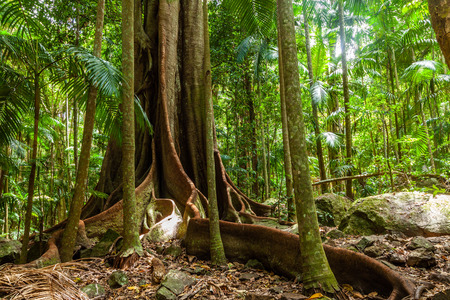 Fig tree with long roots system in wild natural rainforest in Queensland, Australiaの写真素材