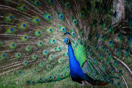 Portrait of a beautiful peacockの写真素材