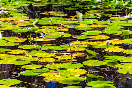 Beautiful water lilies in a pondの写真素材