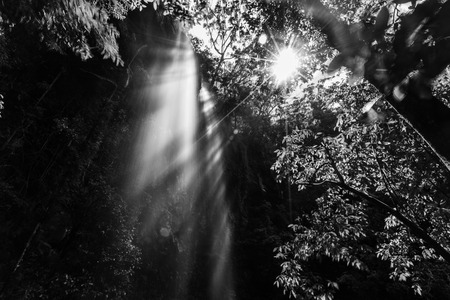 Sunshine and waterfall in a forest in black and whiteの写真素材