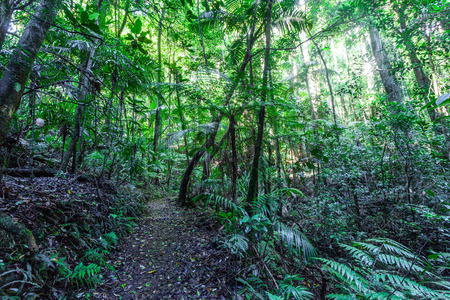 Walking trail in a cool eucalypt forest of Springbrook National Park, Queensland, Australiaの写真素材