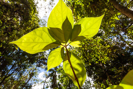 Green leafs on footstalk growing towards the sun - clean energy and ecology conceptの写真素材