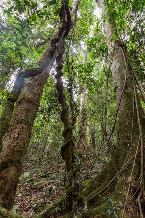 Looking up tall trees and lianas in a rainforestの写真素材