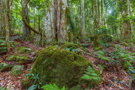 Boulder covered with moss in a lush rainforest. Queensland, Australiaの写真素材