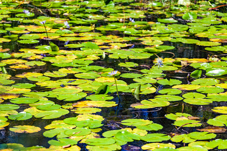 Pond filled with beautiful water lilies on bright sunny dayの写真素材