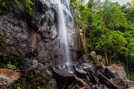 Wet rocks and waterfall in lush green vegetation of temperate rainforest. Springbrook National Park, Queensland, Australiaの写真素材