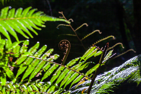 Young fern closeup on blurred backgroundの写真素材