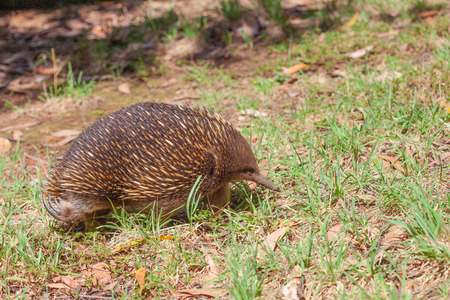 Echidna walking in the grass showing rear clawsの写真素材