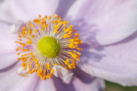 Beautiful small flower extreme closeupの写真素材