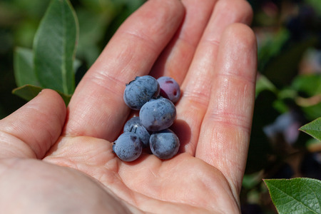 Blueberries in male palm on sunny dayの写真素材